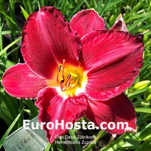 hemerocallis zuzana