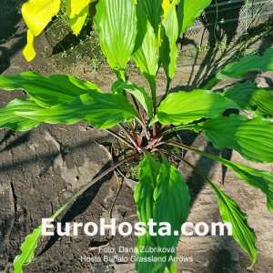 Hosta Buffalo Grassland Arrows